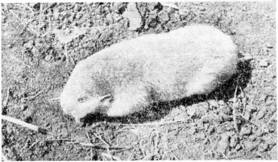 Алтайский цокор. Фото В. И. Телегина.