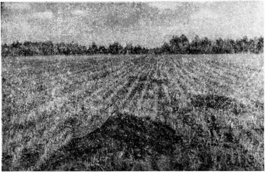 Выбросы земли из нор цокора. Фото В. И. Телегина.