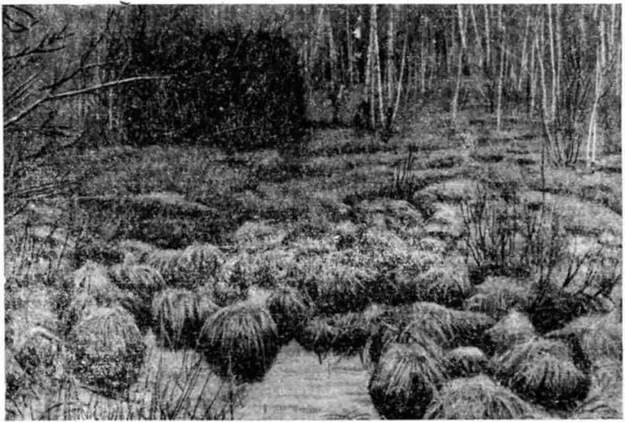 Заболоченный леоной колок — летний тип местообитания водяной крысы в Барабе. Фото автора.