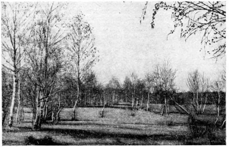  Разреженные колки, заселяемые сусликами в периоды высокой численности (Тогучинский район Новосибирской области). Фото О. А. Иванова.