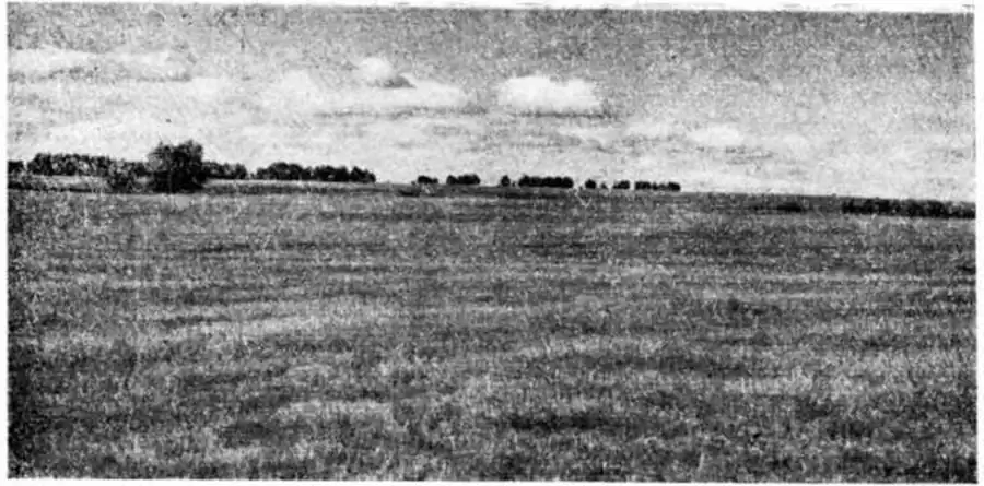 Целинный участок, используемый под выпас— обычные места обитания краснощекого суслика. Фото О. А. Иванова.