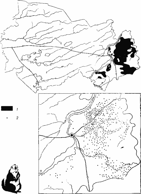 Размещение горноазиатского сурка (по данным количественных учетов).