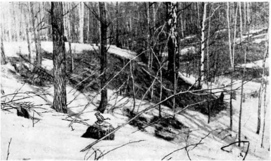 Характерная стация бурундука — смешанный сосново-лиственный лес с ветровалом, подлеском и подростом (Новосибирская лесная дача). Фото автора.