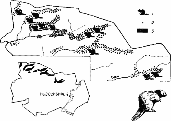 Места выпуска и размещения поселений бобра в Новосибирской области
