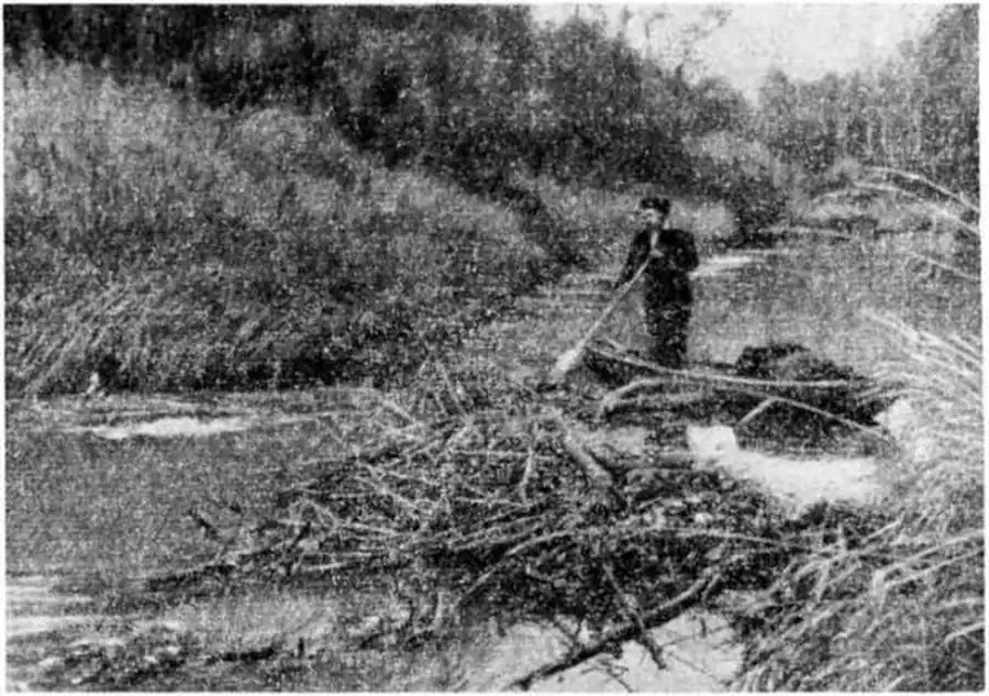 Место обитания бобра на р. Тартас (ниже пос. Чуваши). В вдоль берега виден ход бобра. Фото автора.