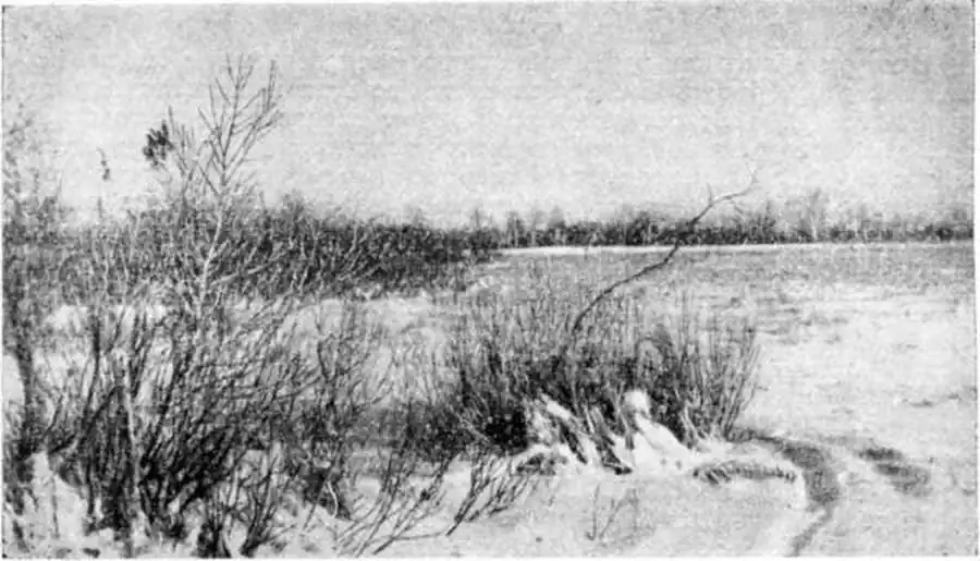 Типичные местообитания горностая и других мелких куньих в центральной части Барабы (Убинскнп район). Фото автора.