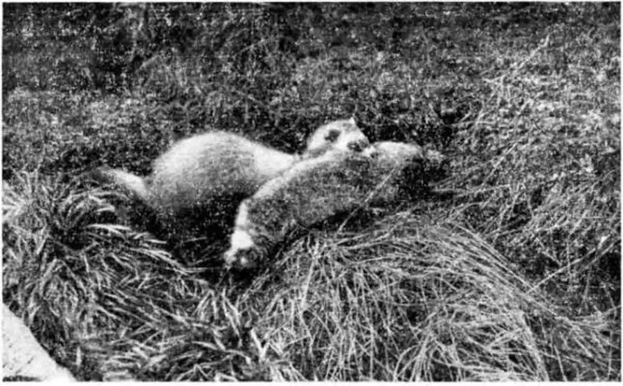 Светлый хорек поймал хомяка. Фото автора.