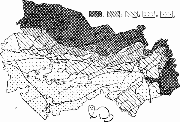  Размещение и численность колонка (плотность выражается количеством колонков, добываемых на площади в 100 тыс. га).