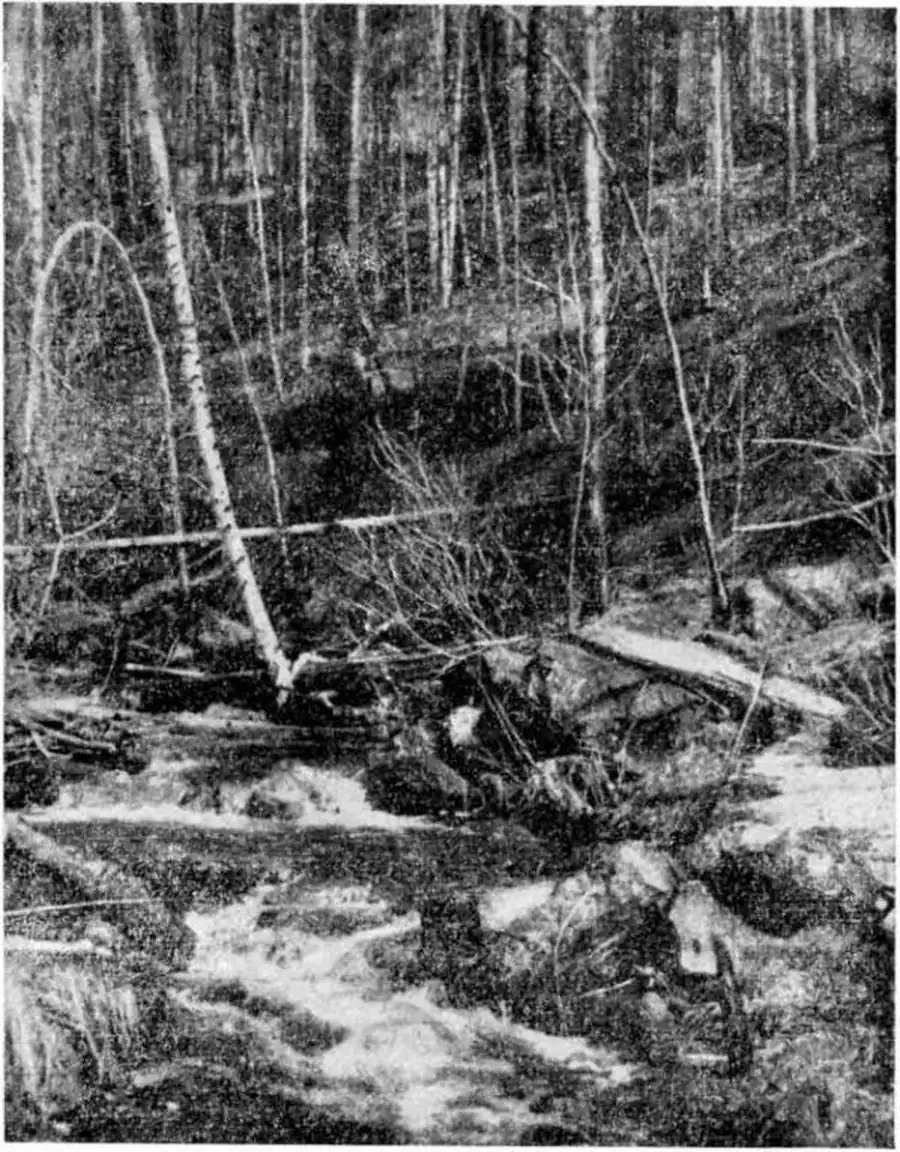 Типичное местообитание барсука в смешанном лесу близ ручья (Новосибирский район). Фото автора.