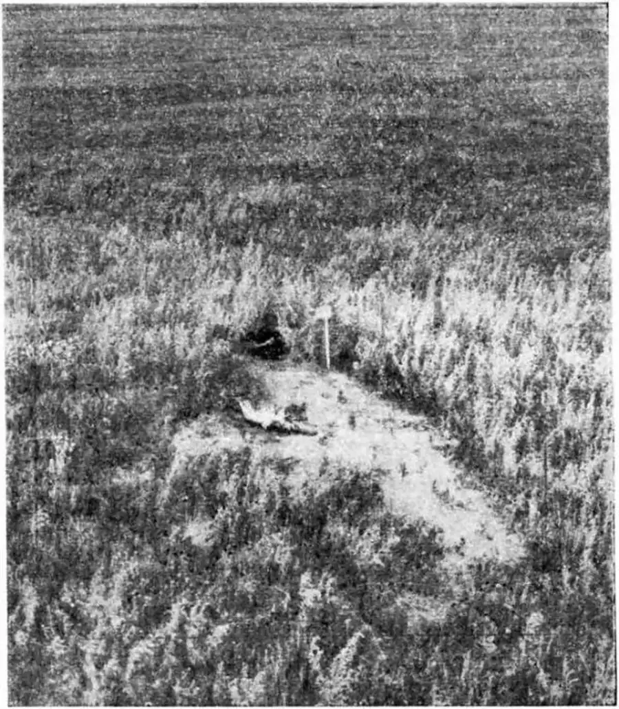 Нора корсака (Карасукский район). Фото Л. А. Барбаша.