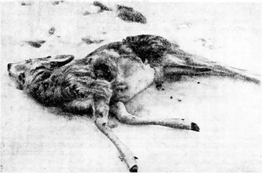 Косуля, задранная волком. Фото В. С. Крючкова.