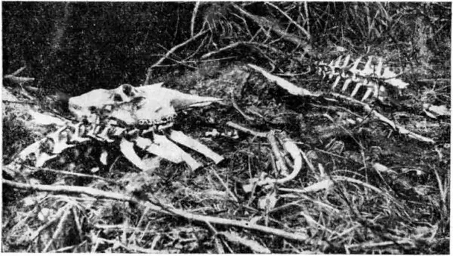 Остатки трупа лося, павшего в период эпизоотии (1958 г., окр. дер. Патюканово Северного района). Фото Л. А. Барбаша.