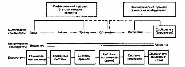 Уровни системной организации живой материи и экстраполяция на них стадий биологического цикла возбудителей инфекционных болезней