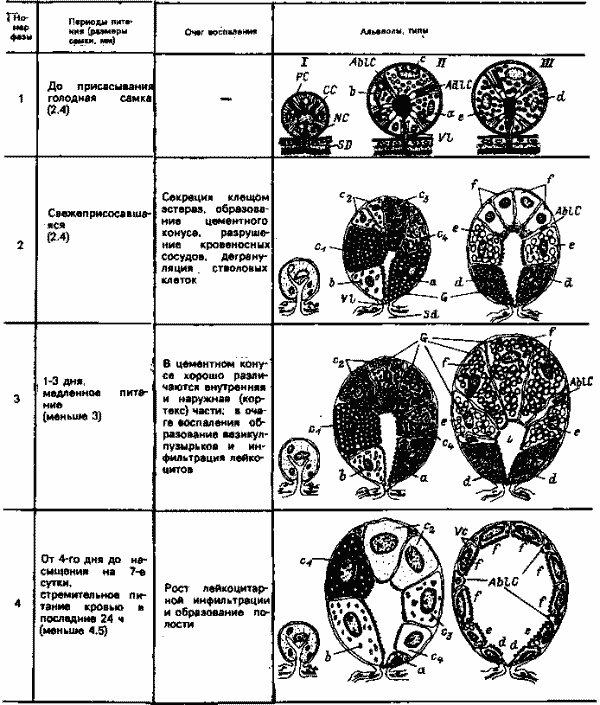 Схема функционирования альвеол слюнных желез самки Boophilus microplus в разные периоды питания на животном