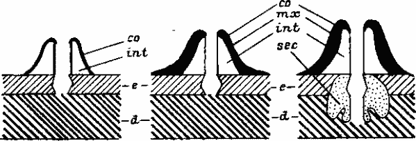 Три фазы образования цементного конуса клещей Boophilus microplus