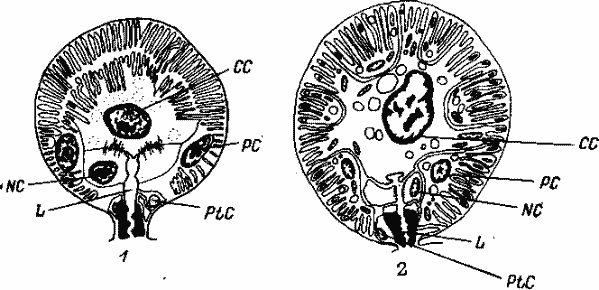 Альвеолы I типа самок клещей подсем. Amblyomminae