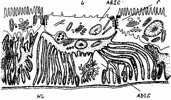 Схема расположения водяной клетки на плоскости. Самка сем. Amblyomminae