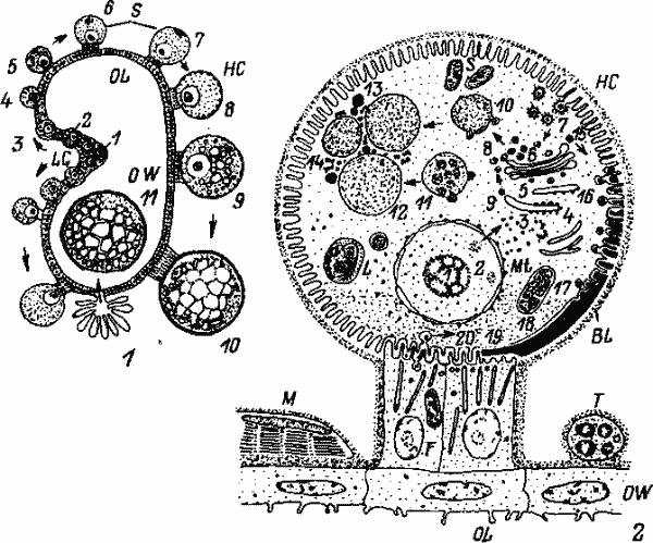 Обобщенная схема оогенеза (1) и схема развития ооцита (2) иксодоидного клеща 