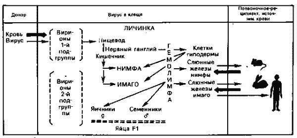 Распределение субпопуляций вируса КЭ по сродству к различным тканям клеща