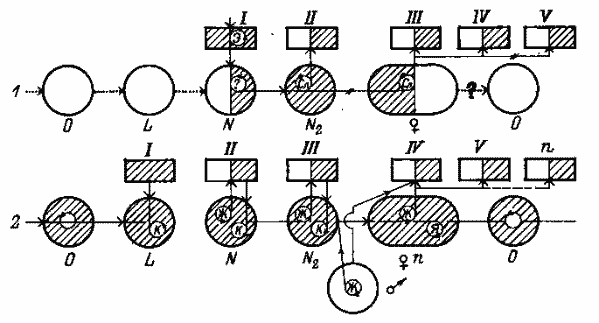 Схема потерь переходов и передачи возбудителей клещами сем. Argasidae, питающимися повторно на разных фазах развития
