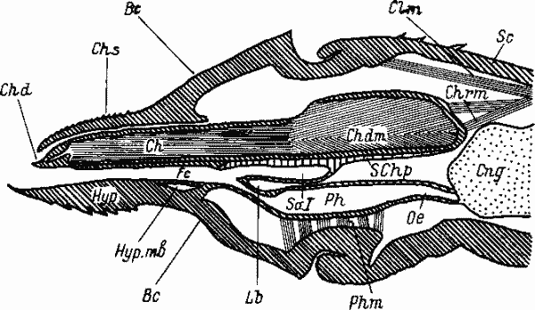 Схема продольного разреза гнатосомы и передней части идиосомы клеща Haemaphysalis longicornis