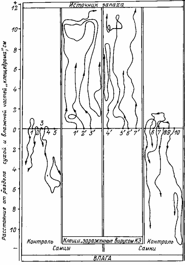 Выживаемость и подвижность незараженных и зараженных вирусом КЭ самок Ixodes persulcatus