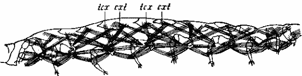 Symphylella vulgaris. Особь 3 возраста, плейральная и стернальная мускулатура
