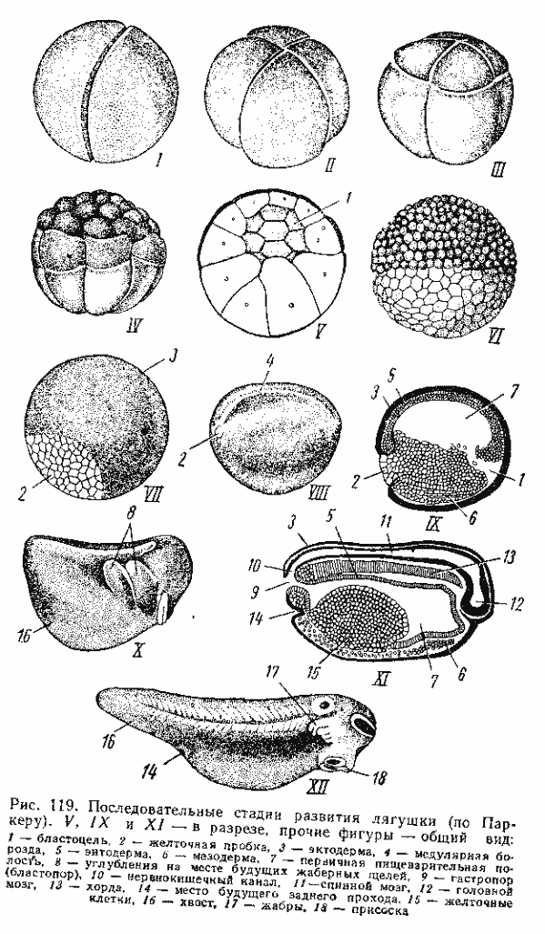 Стадии развития личинки лягуушки Стадии развития личинки лягуушки