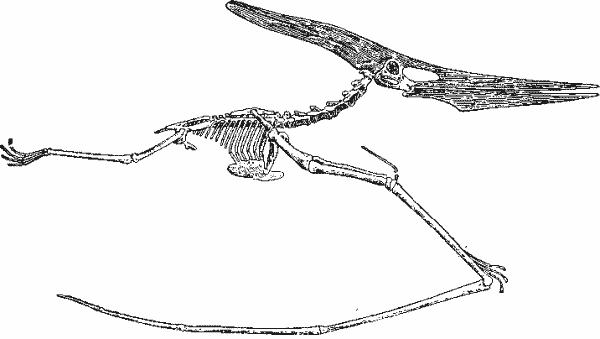 Птеродактиль Pteranodon