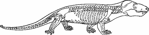 Cynognathus — нижнетриасовое пресмыкающееся из цинодонтов Cynognathus — нижнетриасовое пресмыкающееся из цинодонтов