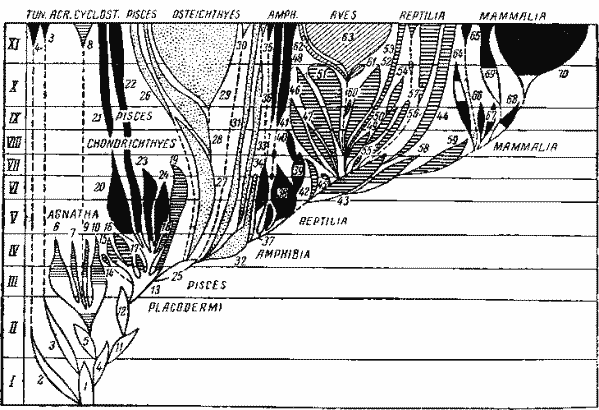 Родословное древо хордовых, наложенное на геологическую летопись