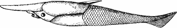 Щитковое Pteraspis из девона