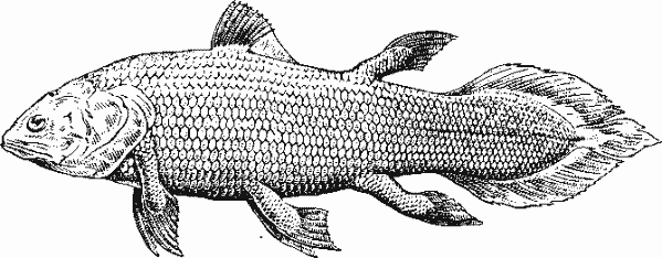 Латимерия (Latimeria chalumnae)