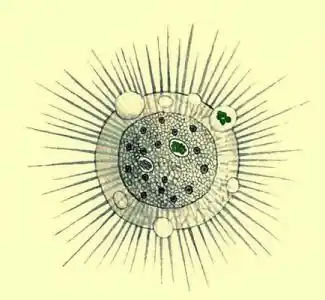 Отряд Солнечники (Heliozoa)