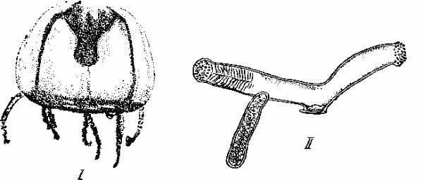 Пресноводная медуза Craspedacusta sowerbii