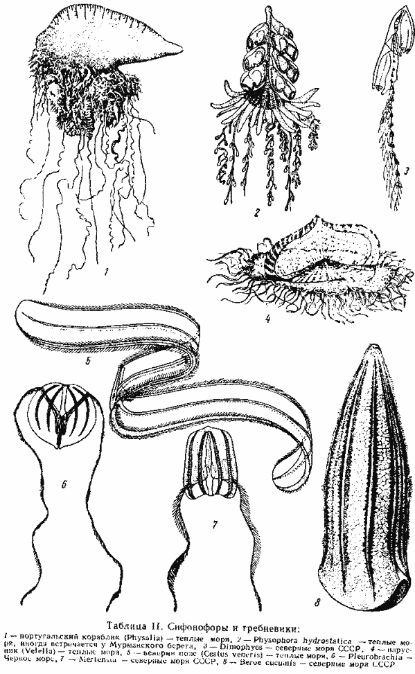 Сифонофоры или гребневики
