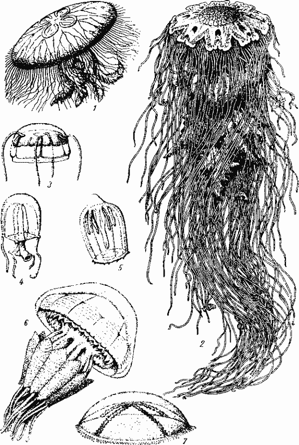 Медузы морей СССР