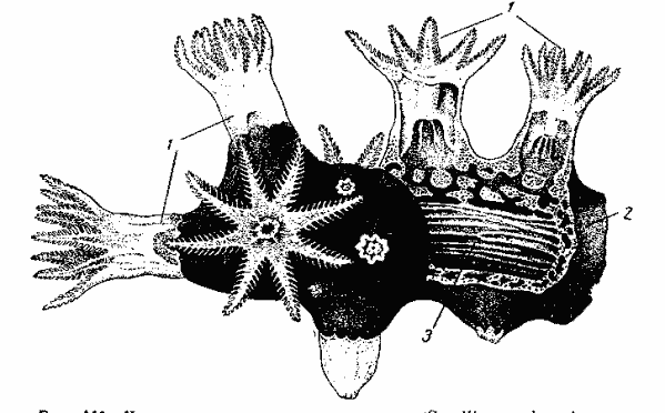 Кусок колонии красного коралла (Corallium rubrum)
