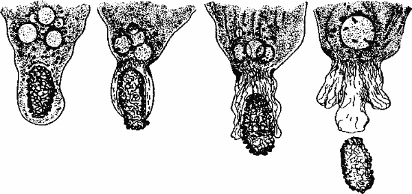Amoeba verrucosa