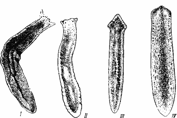 Представители Tricladida