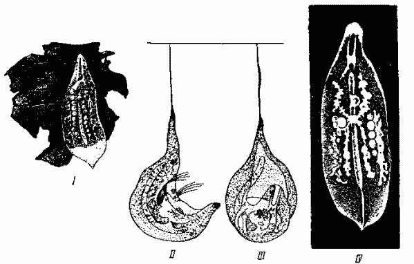 Mesostoma ehrenbergi
