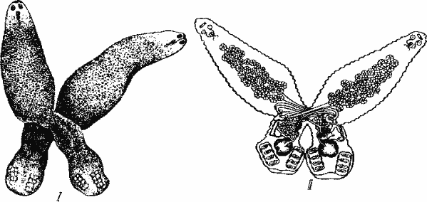 Diplozoon paradoxum