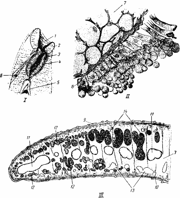 Строение Fasciola hepatica
