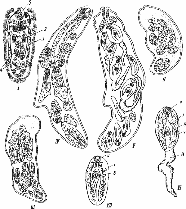 Развитие Fasciola hepatica
