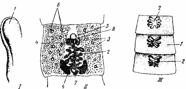 Широкий лентец (Diphyllobothrium latum)