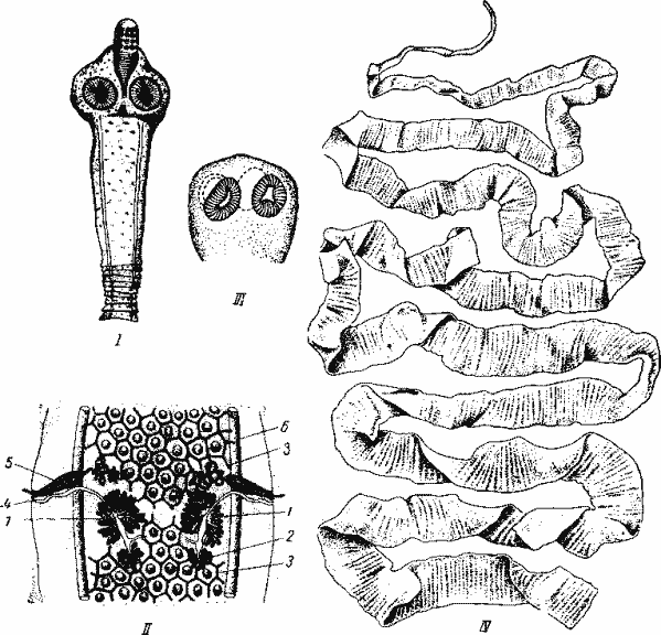 Представители Cyclophyllidea