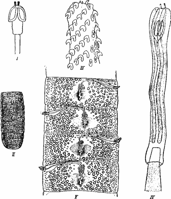 Представители отряда Tetrarhynchoidea