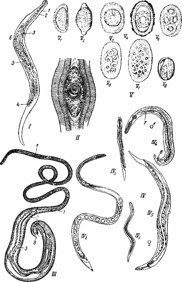 Нематоды — паразиты животных Нематоды — паразиты животных