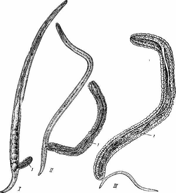 Spaerularia bombi