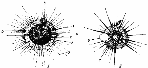 Различные формы солнечников